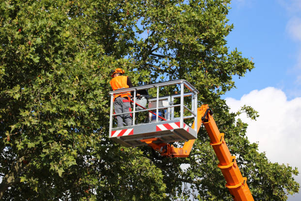 Best Tree Cutting Near Me  in USA